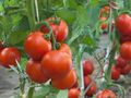 1,5 тона домати от декар вадят в Русенско