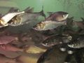 Препълнени язовири застрашават размножаването на рибата