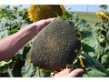 Неравно покълнал слънчоглед мъчи земеделците в Русенско