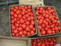 Крадливо семейство набрало 65 кг домати от чужда нива