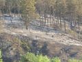 Пожарната след постове във ФБ за ново разгаряне край Средна кула и Долапите: Нищо не гори, траверсите и дънерите тлеят около три дни