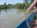 Рибар плаща 1500 лева глоба за улов през забранения период