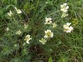 Защитена местност „Басарбовски степи“ ще пази две редки полски растения