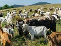 Генетична банка за породи кози ще заработи в Тръстеник