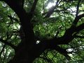 Екоминистерството обяви за защитени 18 дървета на възраст от 120 до 300 г. в землището на Русе