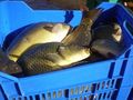 Риболов с електрошок в Дунав изправи въдичари срещу учен от БАН