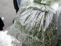 Русенка заловена с близо кило марихуана на Дунав мост