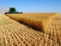 551 кг пшеница от декар прибраха в община Русе