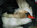 Бракониер застрелял защитен лебед в Дунав