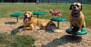 Анкета проучва шест места в Русе за нови паркове за кучета