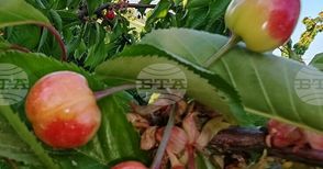 Стопаните в Сливенско вече берат череши, като тази година плодовете са узрели с десетина дни по-рано
