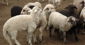 Над 70% от овцете в Русенско са ваксинирани срещу син език