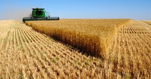 551 кг пшеница от декар прибраха в община Русе