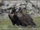 Излюпиха се първите две черни лешоядчета в Природен парк „Врачански Балкан“