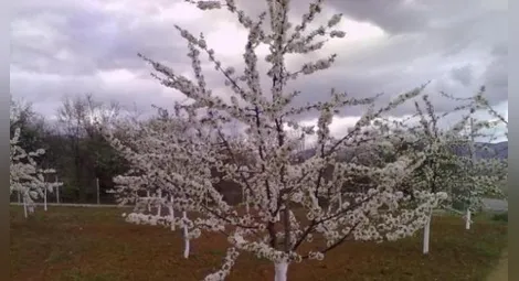 От четвъртък започва приемът по схема за спешна финансова помощ  на земеделски стопани, отглеждащи 18 вида култури,  засегнати от измръзване или слана