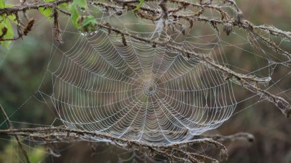 Учени разгадаха тайната на паяжината