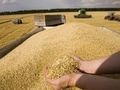 Падат изкупните цени на основните зърнени култури