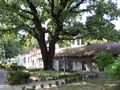 Два кестена на два века правят компания на 350-годишния дъб в двора на „Света Троица“