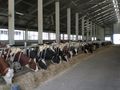 Животновъди получават 56.8 милиона евро за хуманно отношение към добитъка