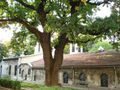 Подрязват клоните на вековните  дървета в двора на „Св.Троица“