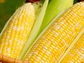 Жътвата на царевицата върви  с добиви от 689 кг от декар