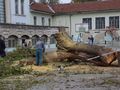Отсякоха опасно старо дърво в двора на „Йордан Йовков“