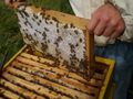 Пчеларите си извоюваха 2,4 милиона лева помощ