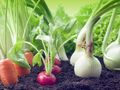 Разясняват в Русе най-актуалните технологии за отглеждане на зеленчуци