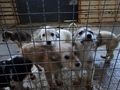 431 кучета от приюта намериха нов дом