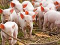 Експерти предричат ръст на свиневъдството