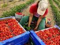 Испания и Португалия търсят  берачи на ягоди и малини