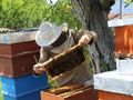 Фонд „Земеделие“ публикува първото класиране по пчеларската програма