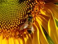 Обсъждат опазването на пчелите от пръскания
