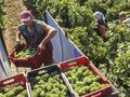 134 милиона евро подпомагат  лозаро-винарския сектор