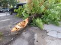 Опасно дърво рухна в бурята след години безплодни сигнали