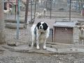 Седем пъти намалели скитащите кучета в Русе за 10 години