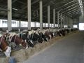 За 5 години млечните ферми  в Русенско намаляха 4 пъти