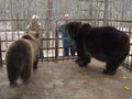 Подобряват спешно условията за живот на мечките в Лесопарка