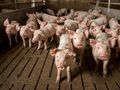 Свиневъди се опасяват от карантина  заради африканската чума