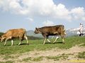 441 млечни ферми в Русенско затварят на 1 януари 