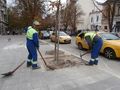 Къртят бетона, задушаващ дърветата по „Борисова“