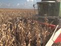 Жътвата на царевицата стартира  с добиви от 950 кг от декар