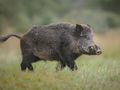 Груповият лов на дива свиня  остава забранен в Русенско