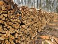Горските продават дърва  за огрев по 36 лева кубика
