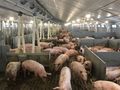 Изкупните цени на свинското с 25% под миналогодишните
