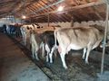 Субсидиите не стимулират фермерите  да инвестират в продуктивни крави