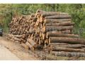 Горските конфискуваха 59 кубика дърва от бракониери