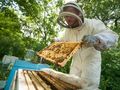 Над 100 пчелари в Русенско  произвеждат биологичен мед