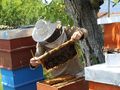 Разясняват на пчелари от Русе възможностите за подпомагане