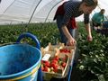 Испански кооператив дава 40 евро на ден за бране на ягоди